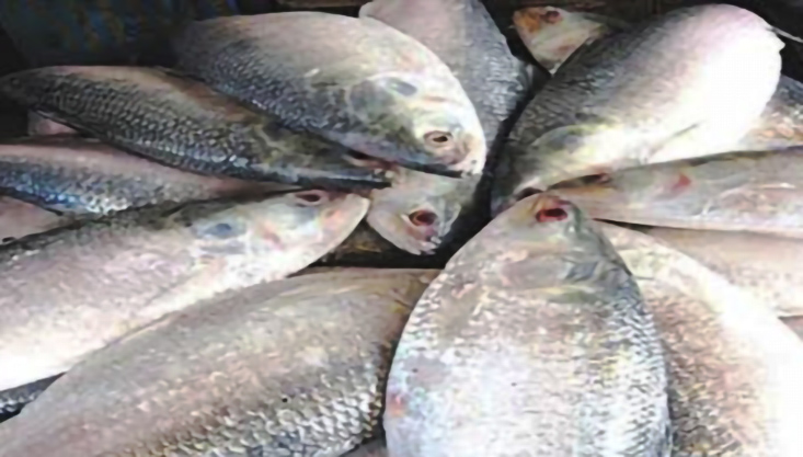 পশ্চিমবঙ্গে গেল বাংলাদেশের ৩৭.৪৬ মেট্রিক টন  ইলিশ