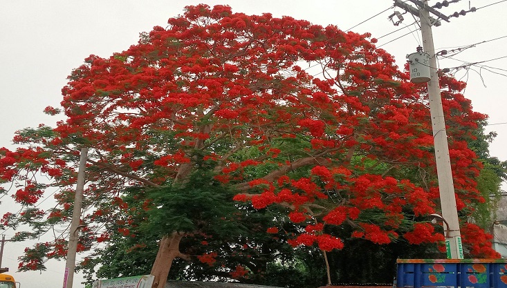 মেহেরপুরের সড়কে সড়কে শোভা পাচ্ছে রক্ত লাল কৃষ্ণচূড়া