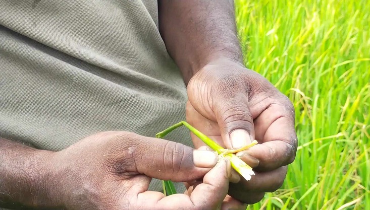 মেহেরপুরে আমন ধানের ক্ষেতে গোড়া পচা ও মাঝরা পোকার আক্রমণ