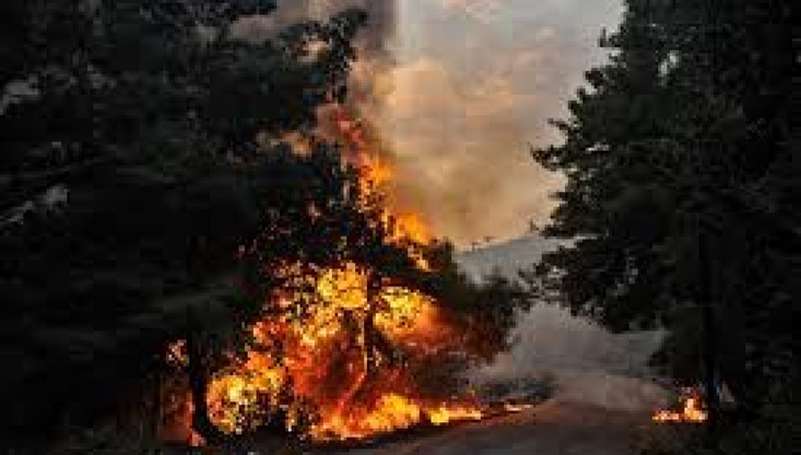 সিরিয়ায় ৪ দিনের দাবানলে ছাইয়ে পরিণত ১০ হাজার হেক্টর বনভূমি