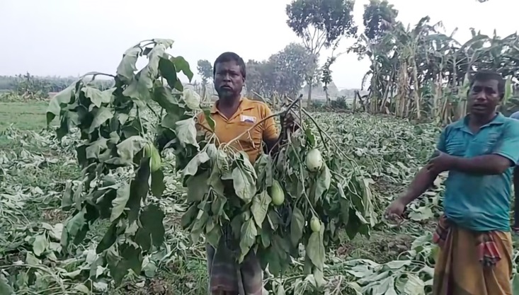 মেহেরপুরে কৃষকের ফসল কেটে তসরুপ