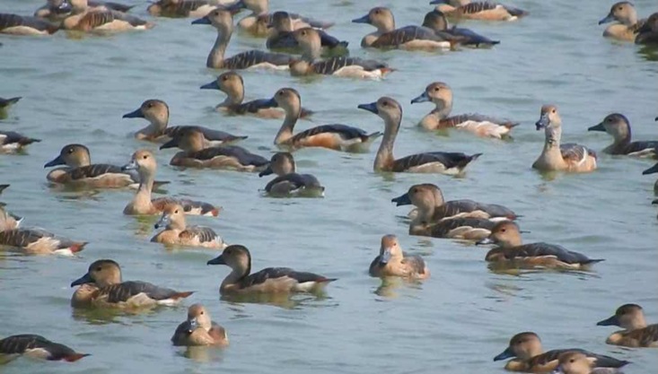 পাখির কিচির মিচির শব্দে মুখরিত নোনার বিল