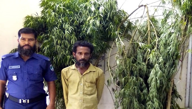 মুজিবনগরে গাঁজার গাছসহ একজন আটক