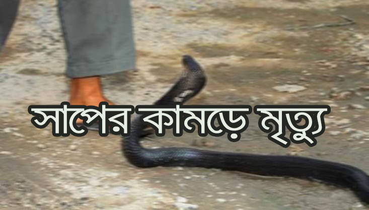 গাংনীতে সাপের কামড়ে ব্যবসায়ীর মৃত্যু