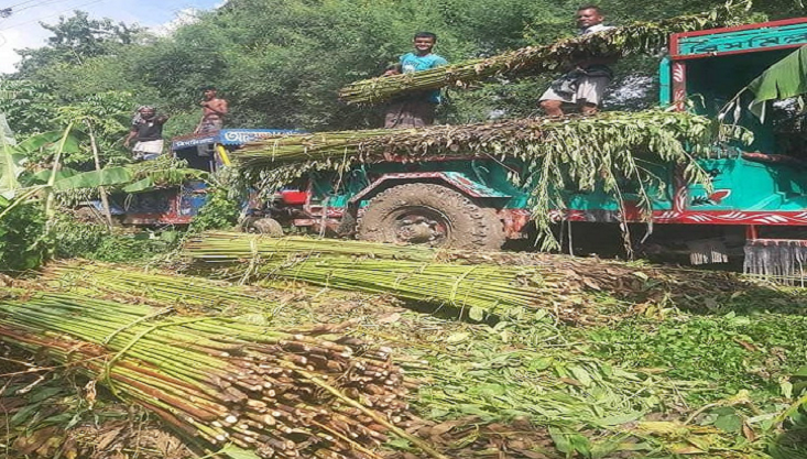 পানির অভাবে পাট জাগ দিতে পারছেন না গাংনীর চাষিদের