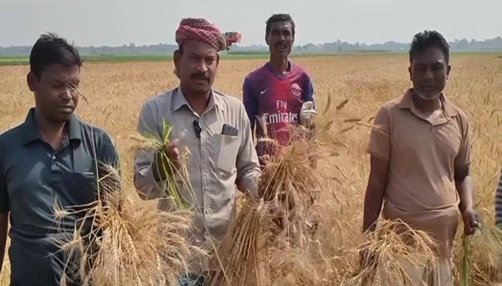 মুজিবনগরে বিষ দিয়ে গম নষ্টের অভিযোগ