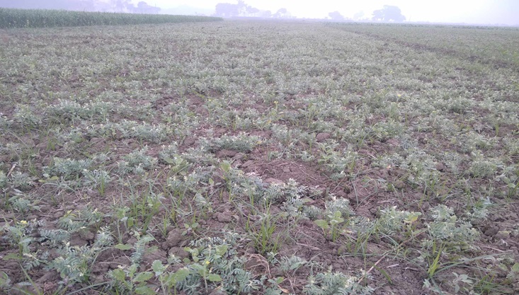 গাংনীতে মশুরী ক্ষেতে বিষ প্রয়োগ করে পুড়িয়ে দেওয়ার অভিযোগ