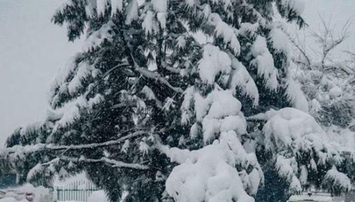 আফগানিস্তানে ভারী তুষারপাত, নিহত ১৫