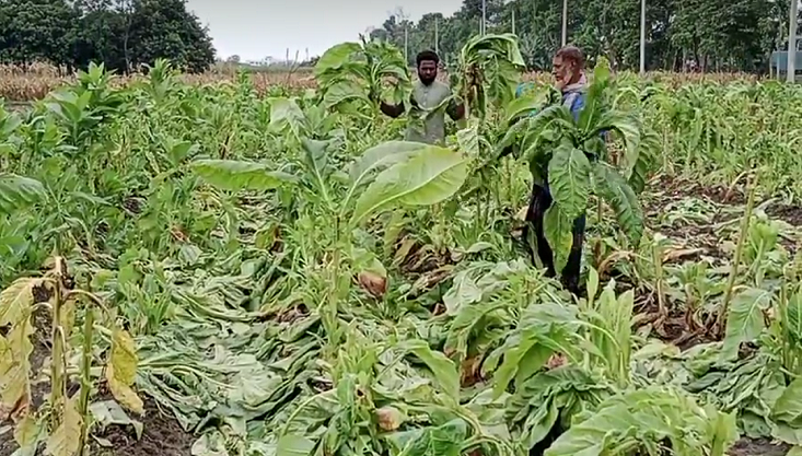 মেহেরপুরে আবারও ফসলের সাথে শত্রুতা