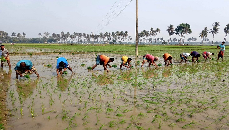 মেহেরপুরে বুকভরা আশা নিয়ে ইরি-বোরো আবাদ