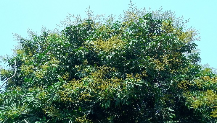 মেহেরপুরে লিচুর ভালো ফলনের আশা