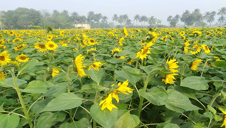 ফুলে ফুলে মৌমাছির গুনগুন,শোভা পাচ্ছে ফুটন্ত ‘সূর্যমুখী’ ফুল