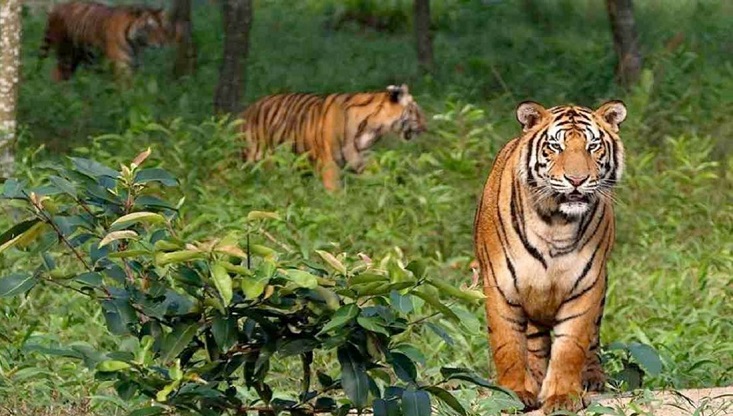 সুন্দরবনের বাঘ গণনায় ক্যামেরা ট্র্যাপিং শুরু