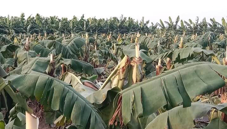 মুুজিবনগরের বিশ্বনাথপুর মাঠে কচু ও কলাগাছ কেটে তছরুপ