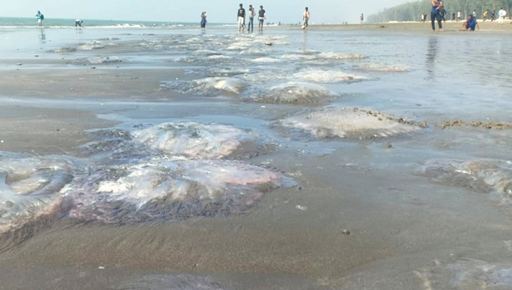 আবারও জেলিফিশে ছেয়ে গেছে কক্সবাজার সৈকত