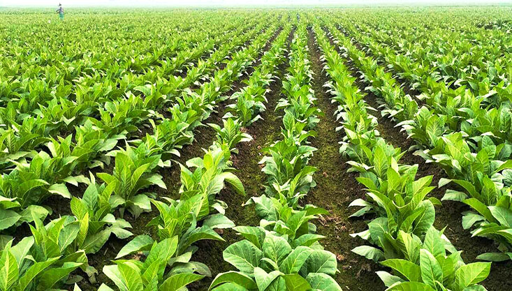 মেহেরপুরে সবুজের আড়ালে নিকোটিন চাষ, প্রলোভনের শিকার তামাক চাষীরা