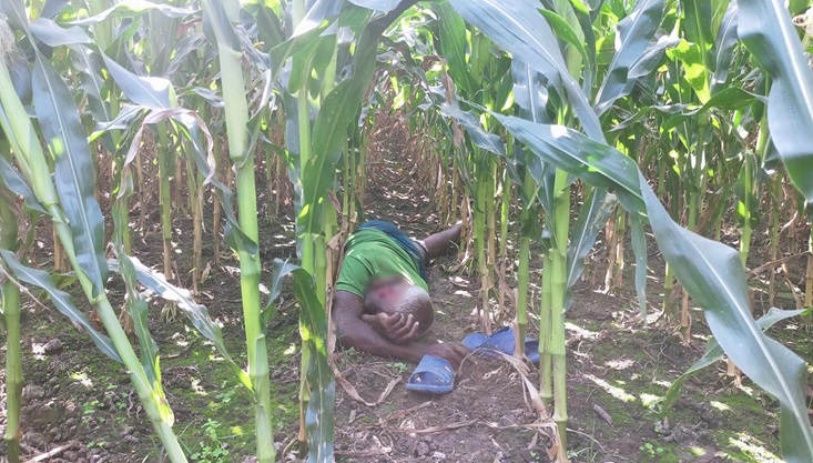 মুজিবনগরে ভুট্টা ক্ষেতে মিললো মানসিক প্রতিবন্ধীর লাশ