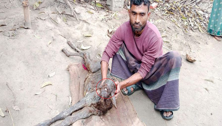 মেহেরপুরে মুখ বিহীন ও এক চোখ বিশিষ্ট গরুর বাছুরের জন্ম