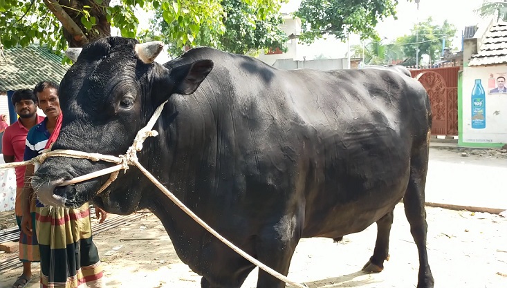 মেহেরপুরের রাজাবাবুর দাম ৪০ লাখ টাকা