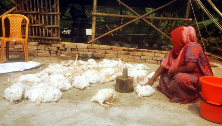 গাংনীতে পরিকল্পিতভাবে দেড় শতাধিক মুরগি মেরে ফেলার অভিযোগ