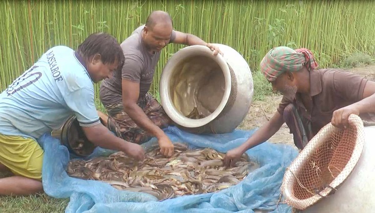 গাংনীর পুকুরে চাষ হচ্ছে দেশীয় প্রজাতির মাছ