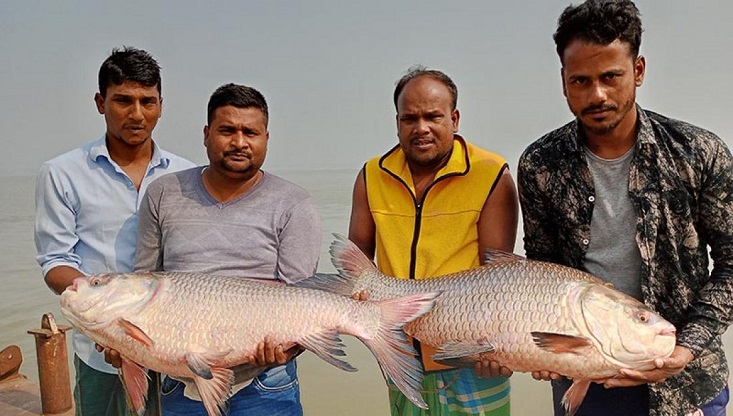 জেলের জালে ধরা পড়া তিনটি মাছ ৬৮ হাজার টাকায় বিক্রি