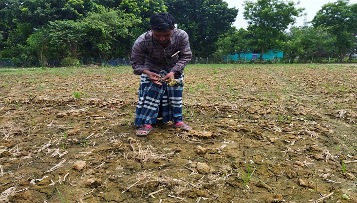 গাংনীতে আগাছানাশক দিয়ে মরিচ ক্ষেত বিনষ্টের অভিযোগ