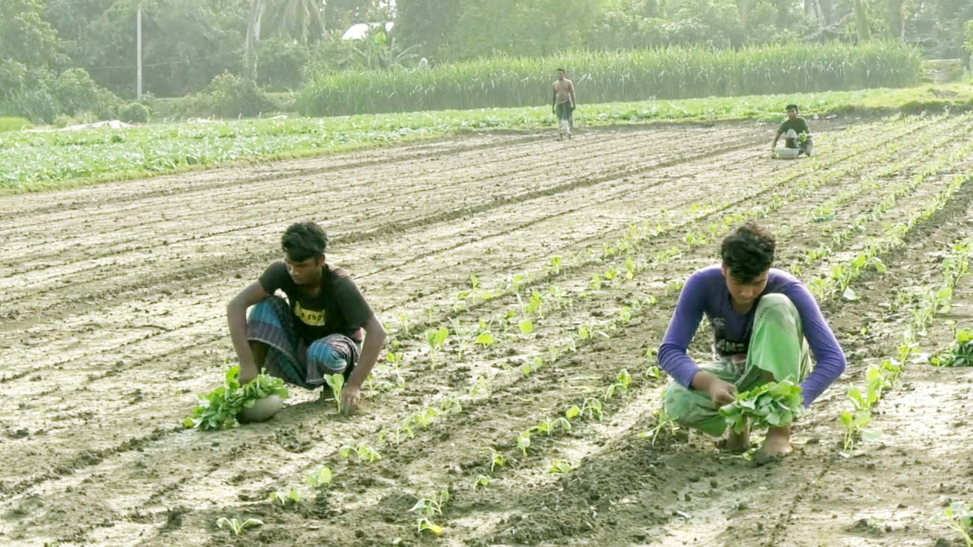 মেহেরপুরে বেড়েছে বজ্রপাতে মৃত্যু, ভয় নিয়ে কৃষকের চাষাবাদ