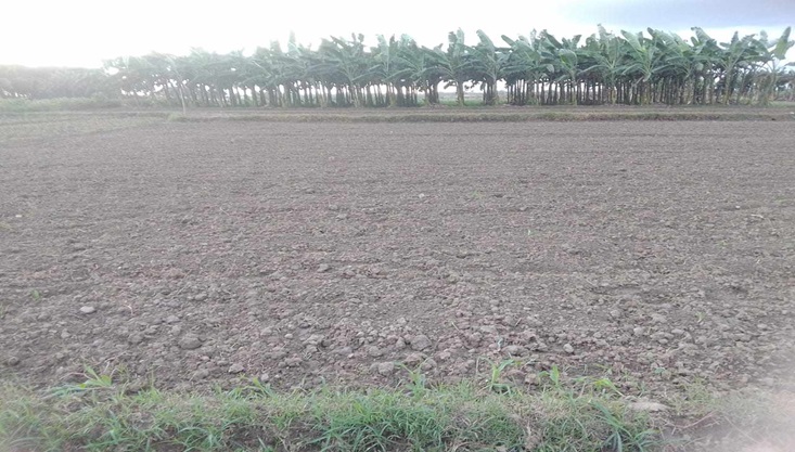 মেহেরপুরে ফসল বিনষ্টের অভিযোগ