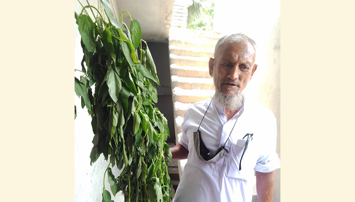গাংনীতে বিএডিসির বীজ বপন করে বিপাকে পাটচাষীরা