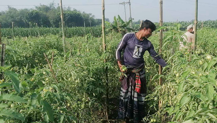 গাংনীতে স্মার্ট জাতের টমেটো চাষে কৃষকের বাজিমাত