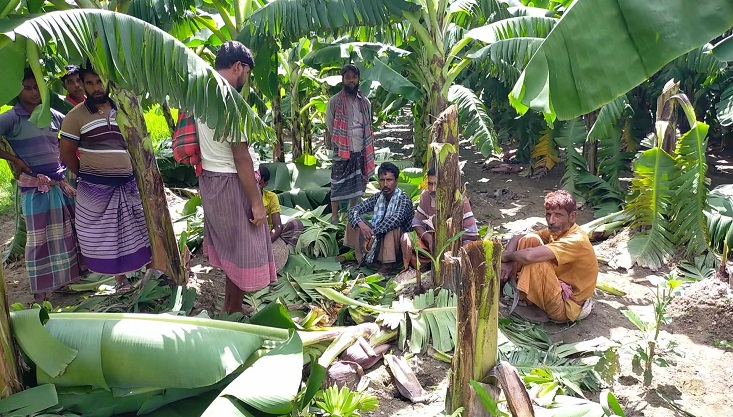 গাংনীতে কলা ও কপির চারা কেটে তছরুপ করেছে দূর্বৃত্তরা