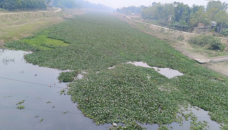 মেহেরপুর ভৈরব নদে কচুরিপানার দাপট চলছেই