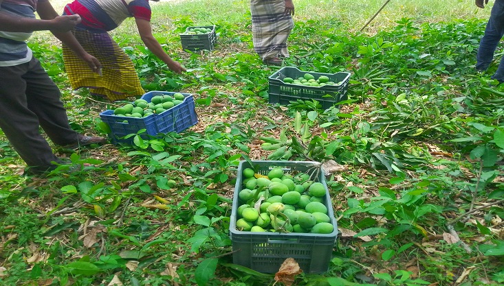 মুজিবনগরে নির্দিষ্ট সময়ের পূর্বেই অপরিপক্ক আমপাড়ার হিড়িক