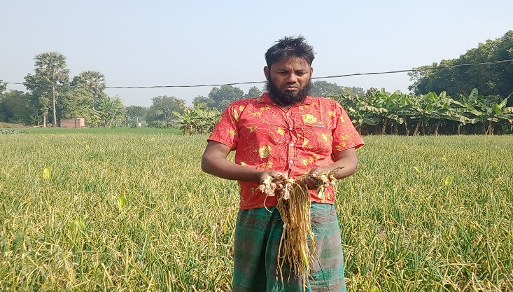 গাংনীতে বিষ দিয়ে জমির পেঁয়াজ নষ্ট করেছে দুর্বৃত্তরা