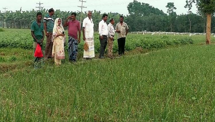 মেহেরপুরে প্রনোদনার পেঁয়াজ চাষে আশার আলো দেখছে চাষী