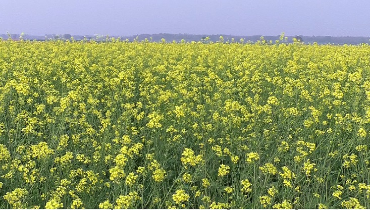 মেহেরপুরে এবার সরিষার আবাদ বৃদ্ধি তৈল এবং মধু তৈরীতে ব্যস্ত সকলে