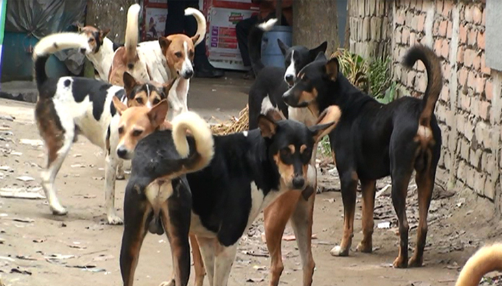 মেহেরপুর শহরে বেওয়ারিশ কুকুরের উৎপাত বেড়েছে