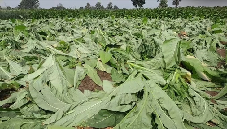 মেহেরপুরে ফসলের সাথে শত্রুতা, তামাক ক্ষেত তছরুপ