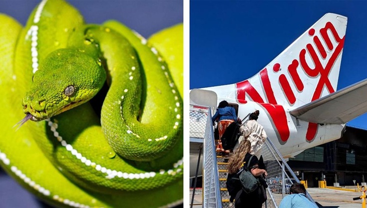 বিমানে সাপ, দুই ঘণ্টা বিলম্ব ফ্লাইটে