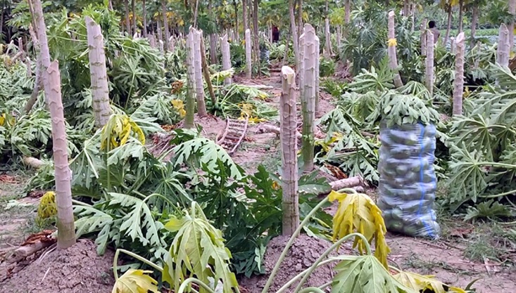 মুজিবনগরে সাড়ে আট বিঘা জমির ফসল কেটে তছরুপ করেছে দুর্বৃত্তরা