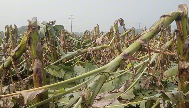 গাংনীতে ৬ বিঘা জমির কলা গাছ কেটে দিয়েছে দুর্বৃত্তরা