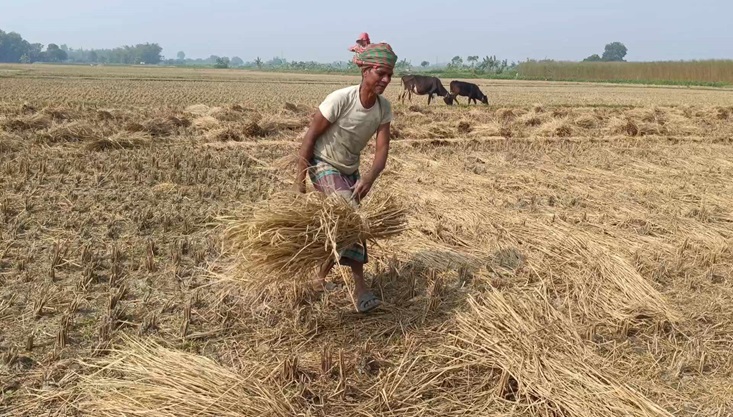 মেহেরপুরে আমন ধানে কারেন্ট পোকা আক্রমণ দিশেহারা কৃষক