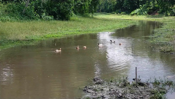 মরতে বসেছে গাংনীর নাগদার খাল