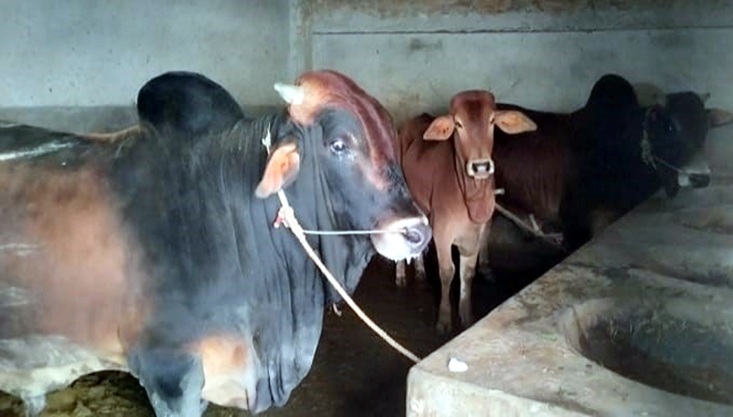 গাংনীতে বলদ ফেলে গাভী নিয়ে পালালো চোরের দল