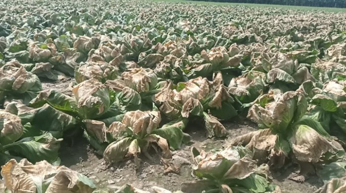 গাংনীতে দুই বিঘা জমির কপি বিনষ্ট করেছে দুর্বৃত্তরা