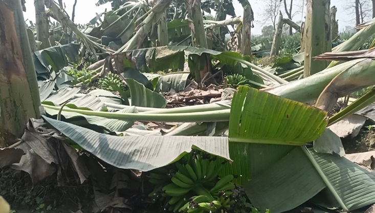 গাংনীতে কৃষকের দুই বিঘা কলা ক্ষেত বিনষ্ট