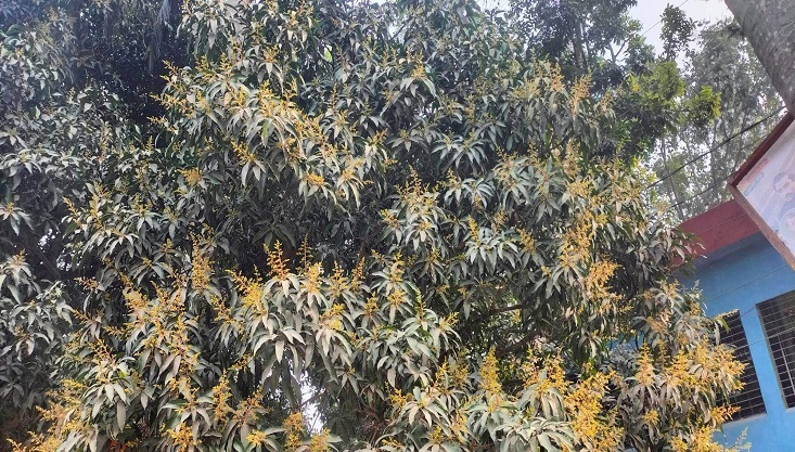 গাংনীতে মুকুলের মৌ গন্ধে মুখরির আম চাষিদের স্বপ্ন