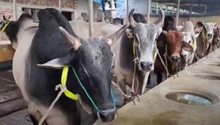 কোরবানি সামনে রেখে মেহেরপুরে বাড়ি বাড়ি ঘুরছেন গরুর ব্যাপারীরা