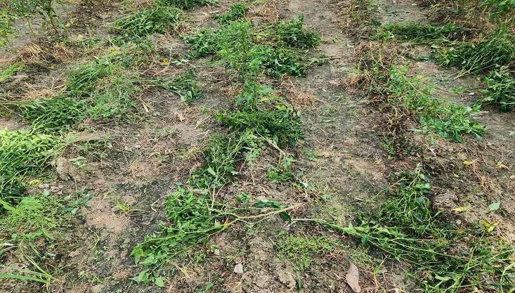 মেহেরপুরের কাঠালপোতায় মরিচ ক্ষেত তছরুপ